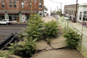 paradise trees in jerome causing structural damage to concrete